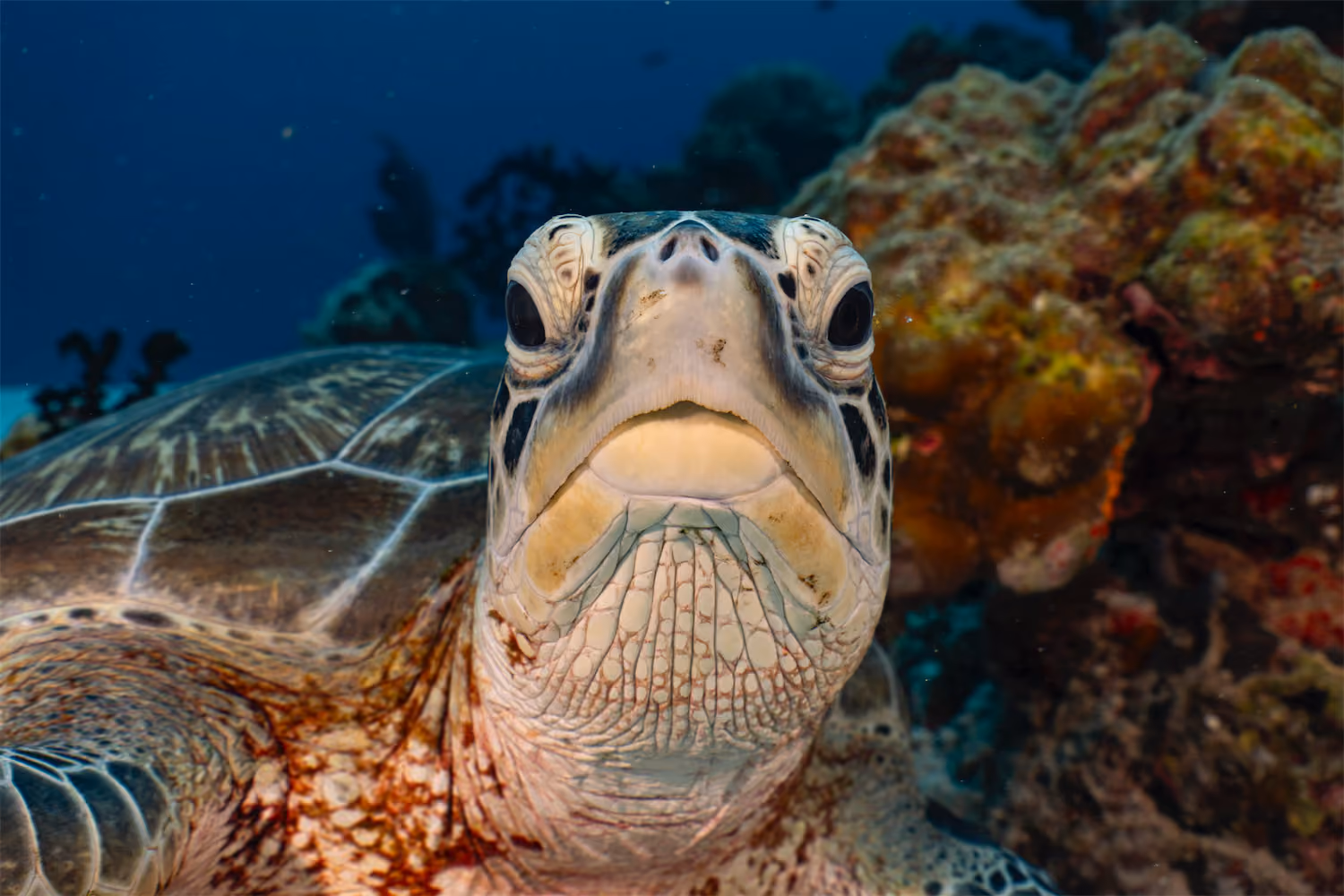 Turtles - Indo