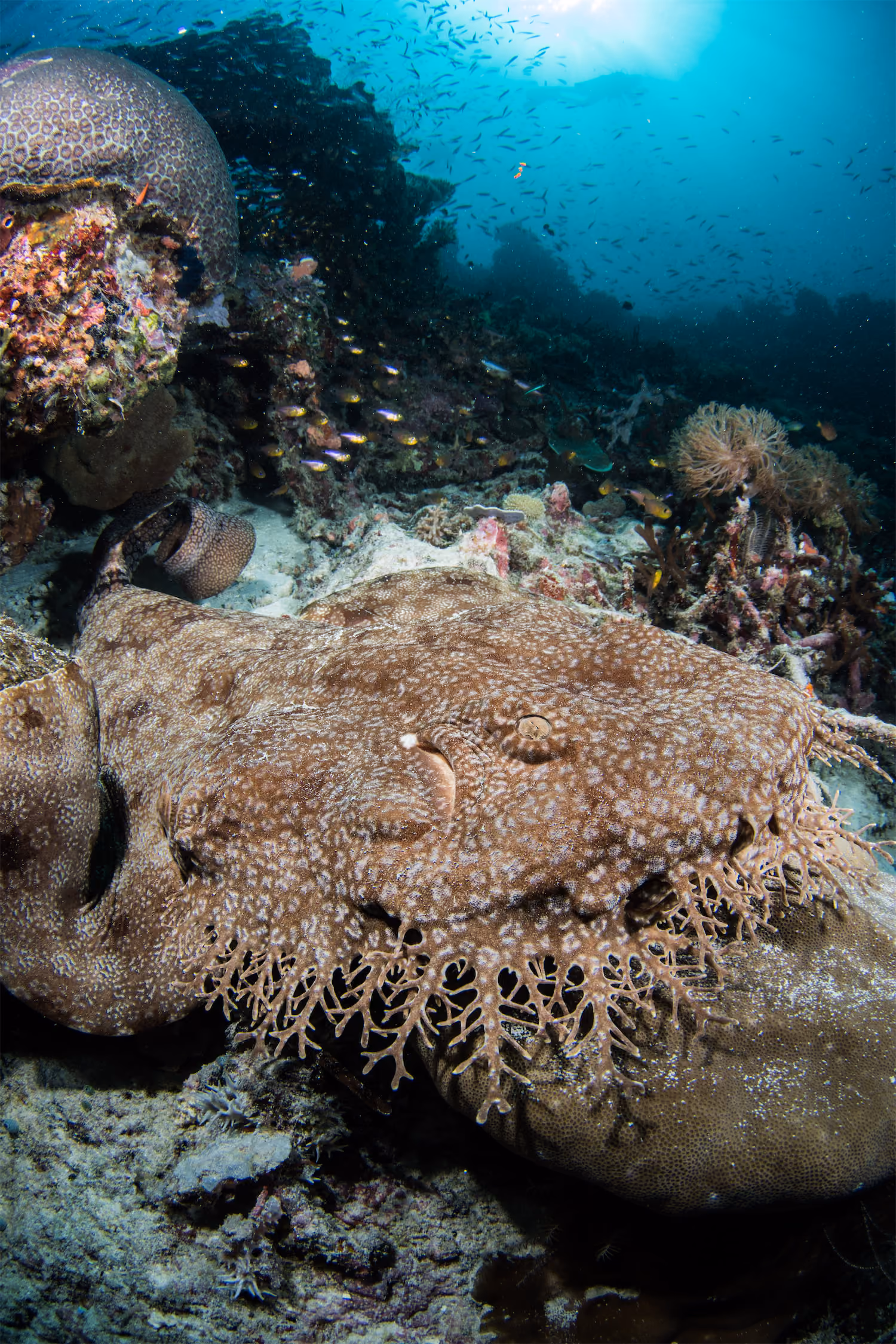 Wobbegong Sharks - Indo