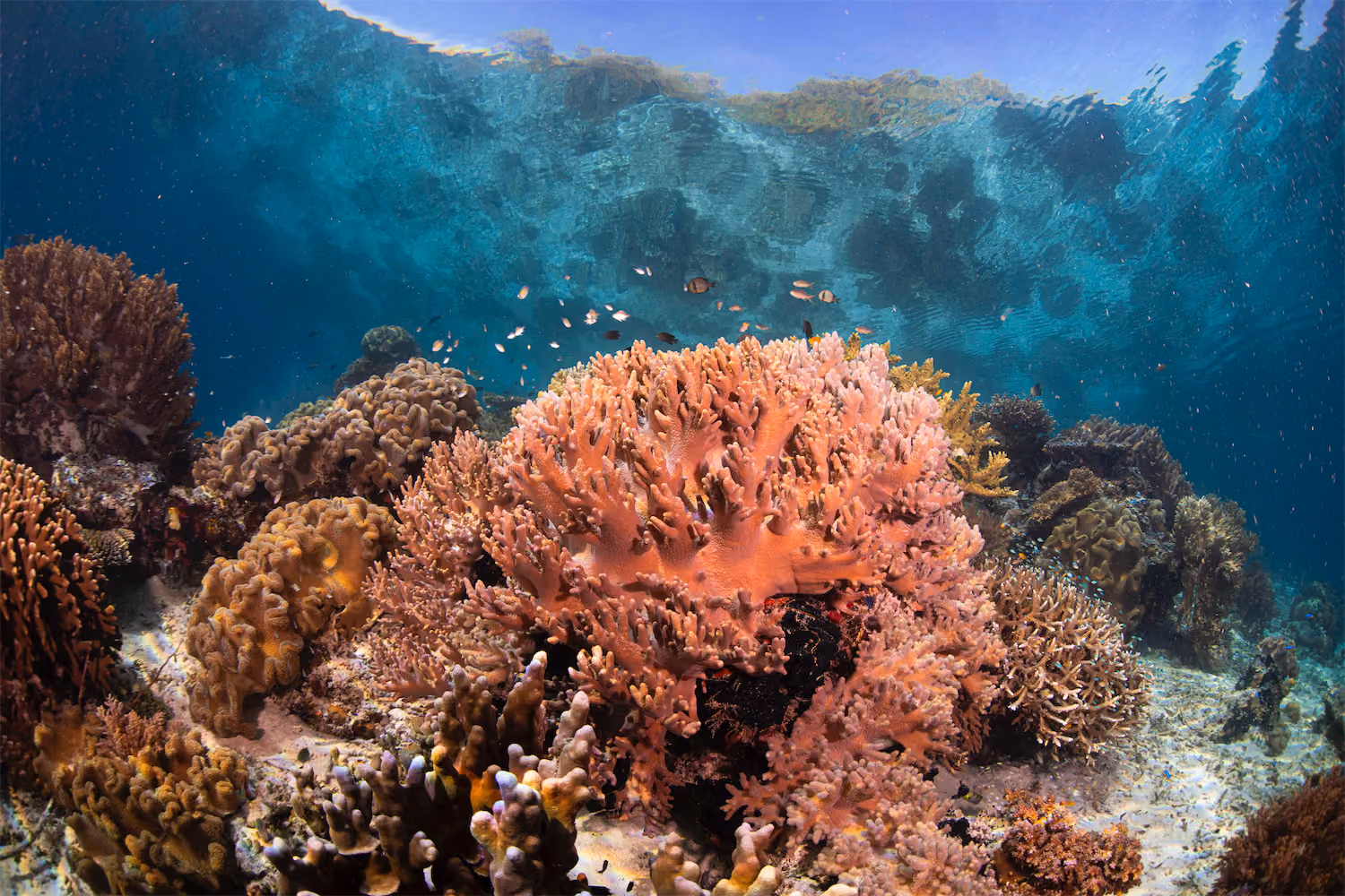 Coral Reefs - Raja