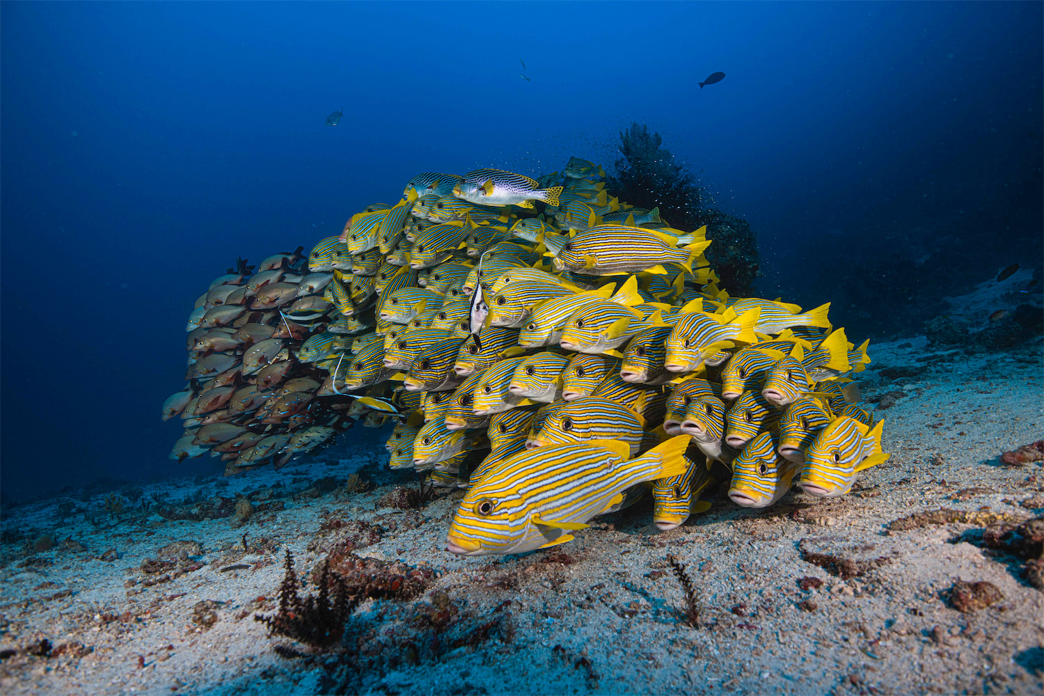 Reef Fish - Raja