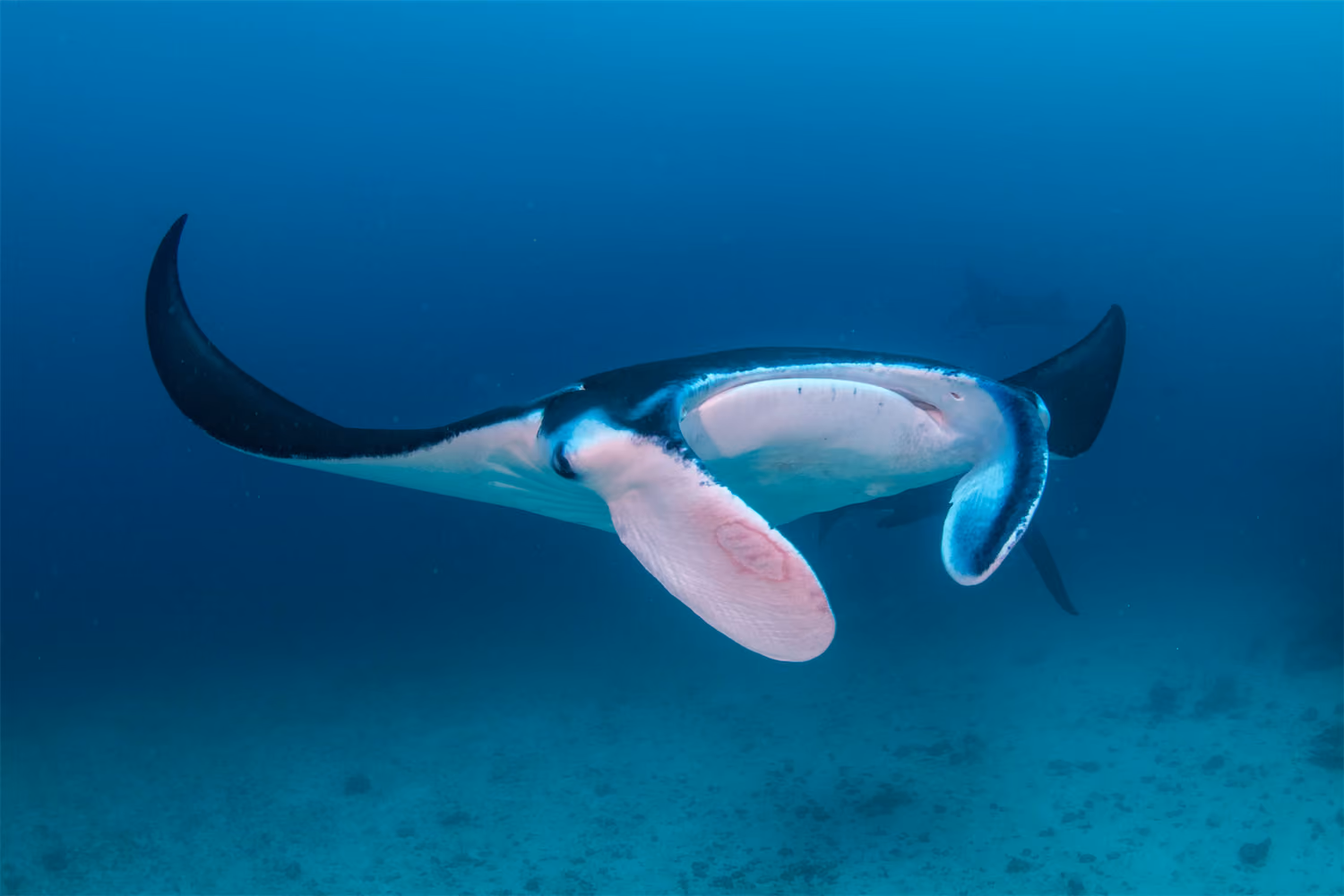 Manta Rays - Komodo