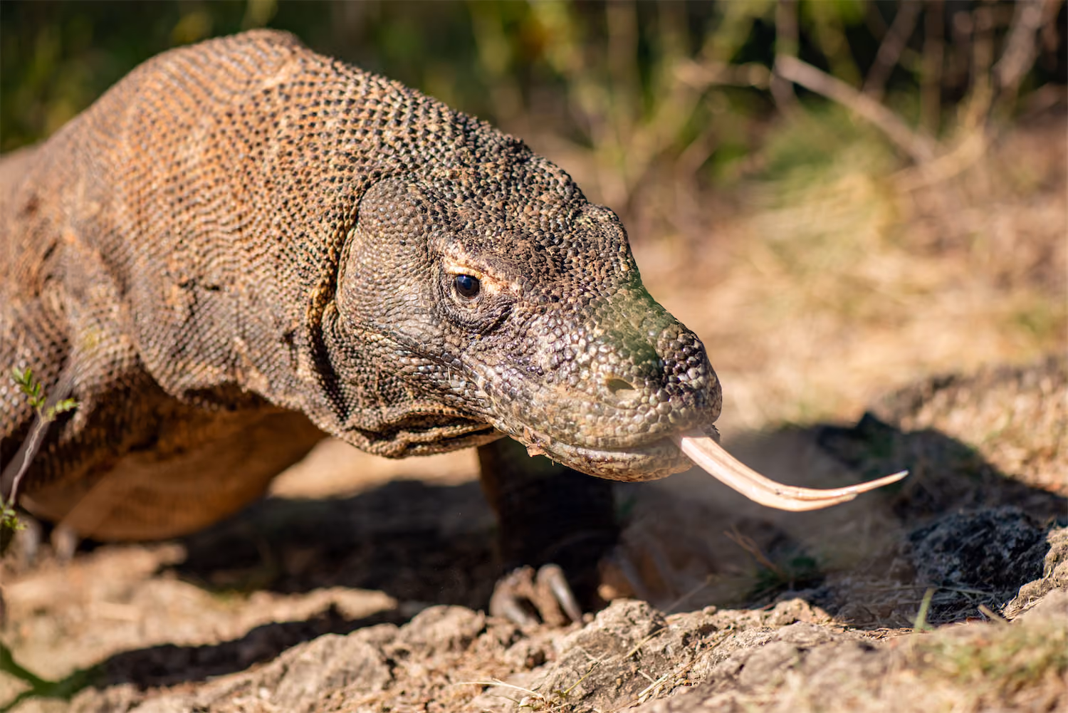 Komodo dragon