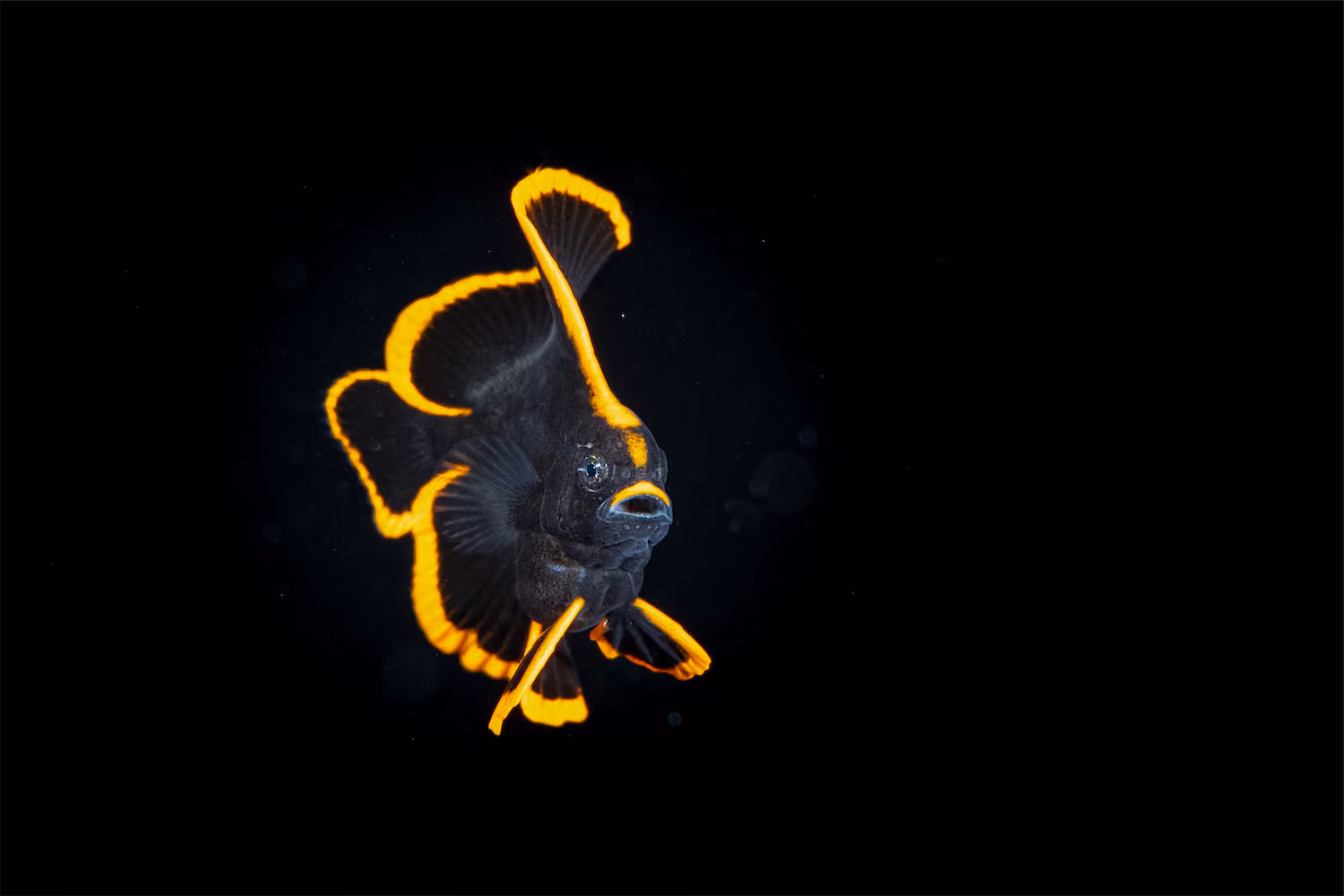 macro - Komodo