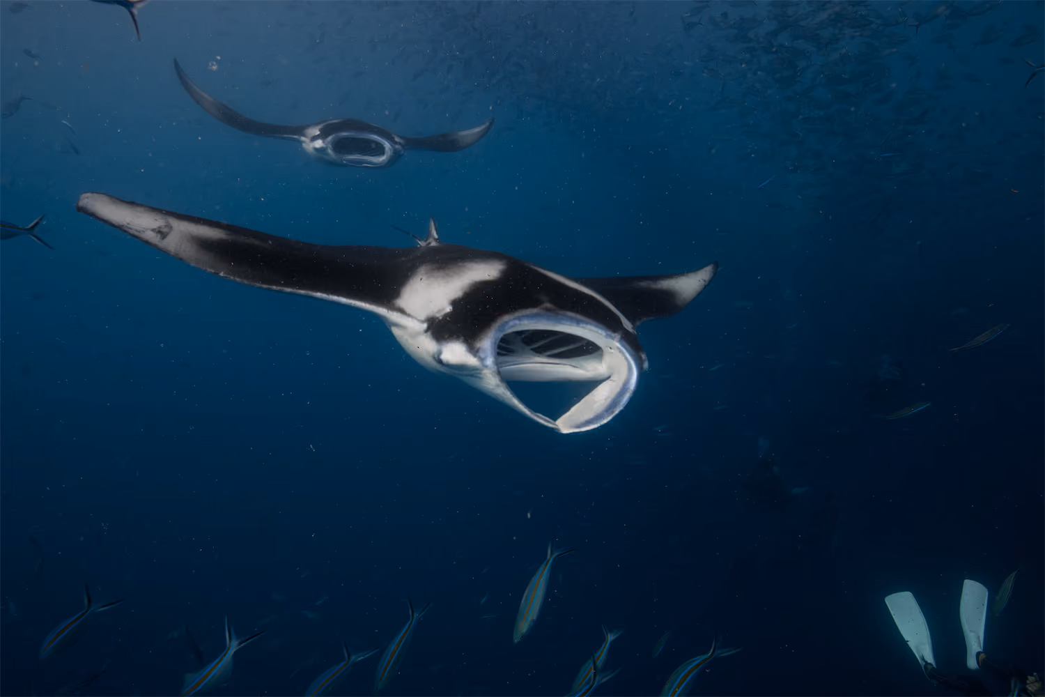 Manta Rays - Palau
