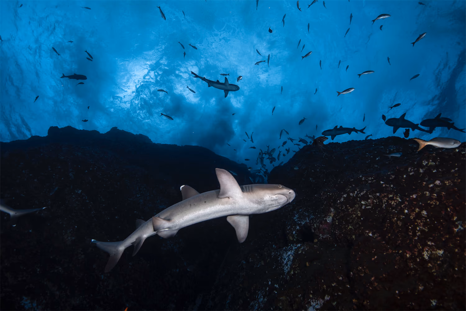 Sharks - Socorro