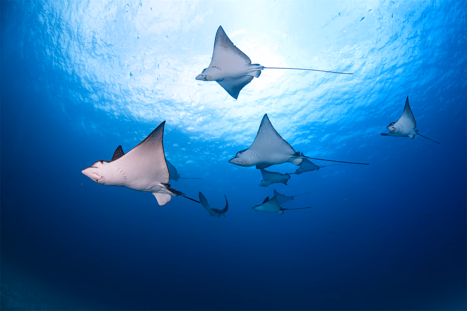 Rays - Cocos