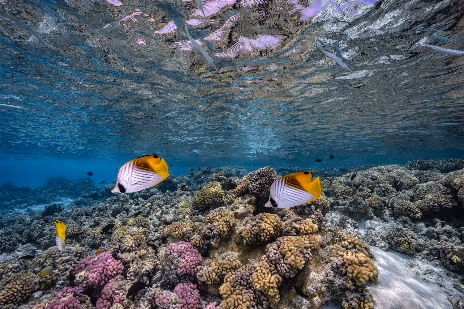 Coral Reefs - Fakarava