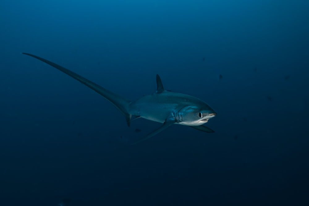 Thresher Shark - Red Sea