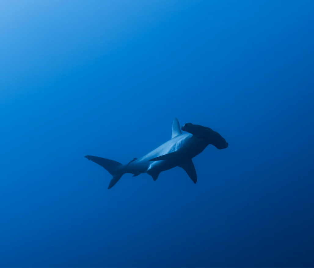 Hammerhead sharks - Red Sea