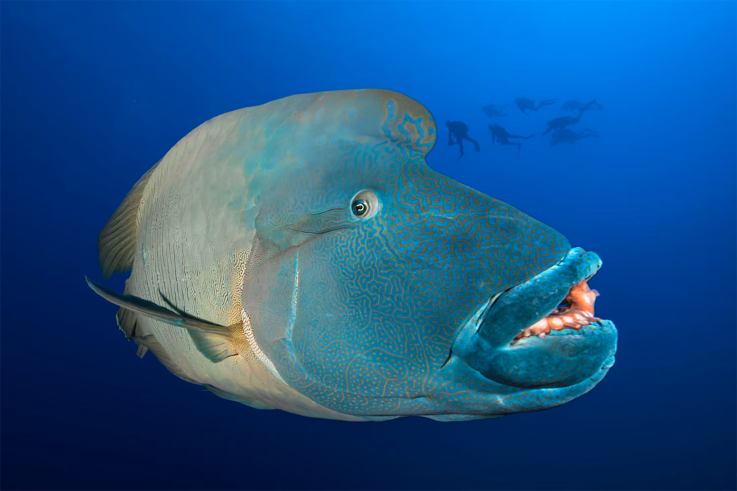 Reef Fish - Red Sea