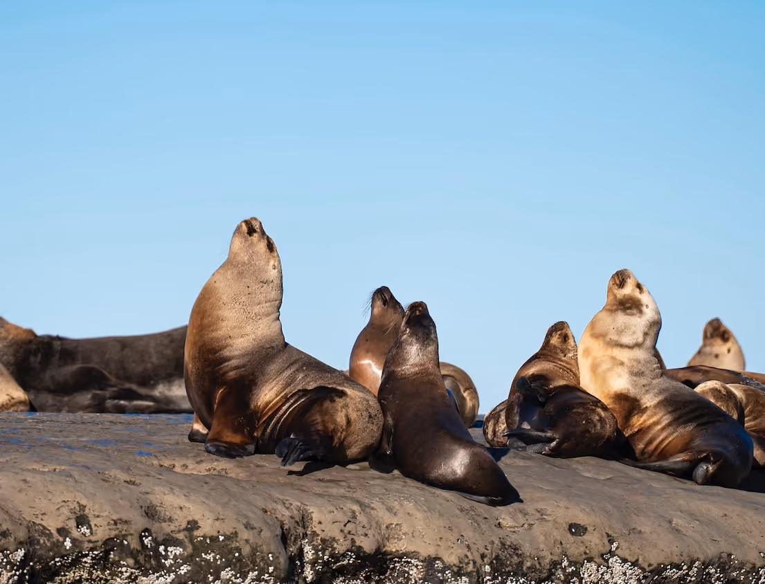 Sealion - Patagonia