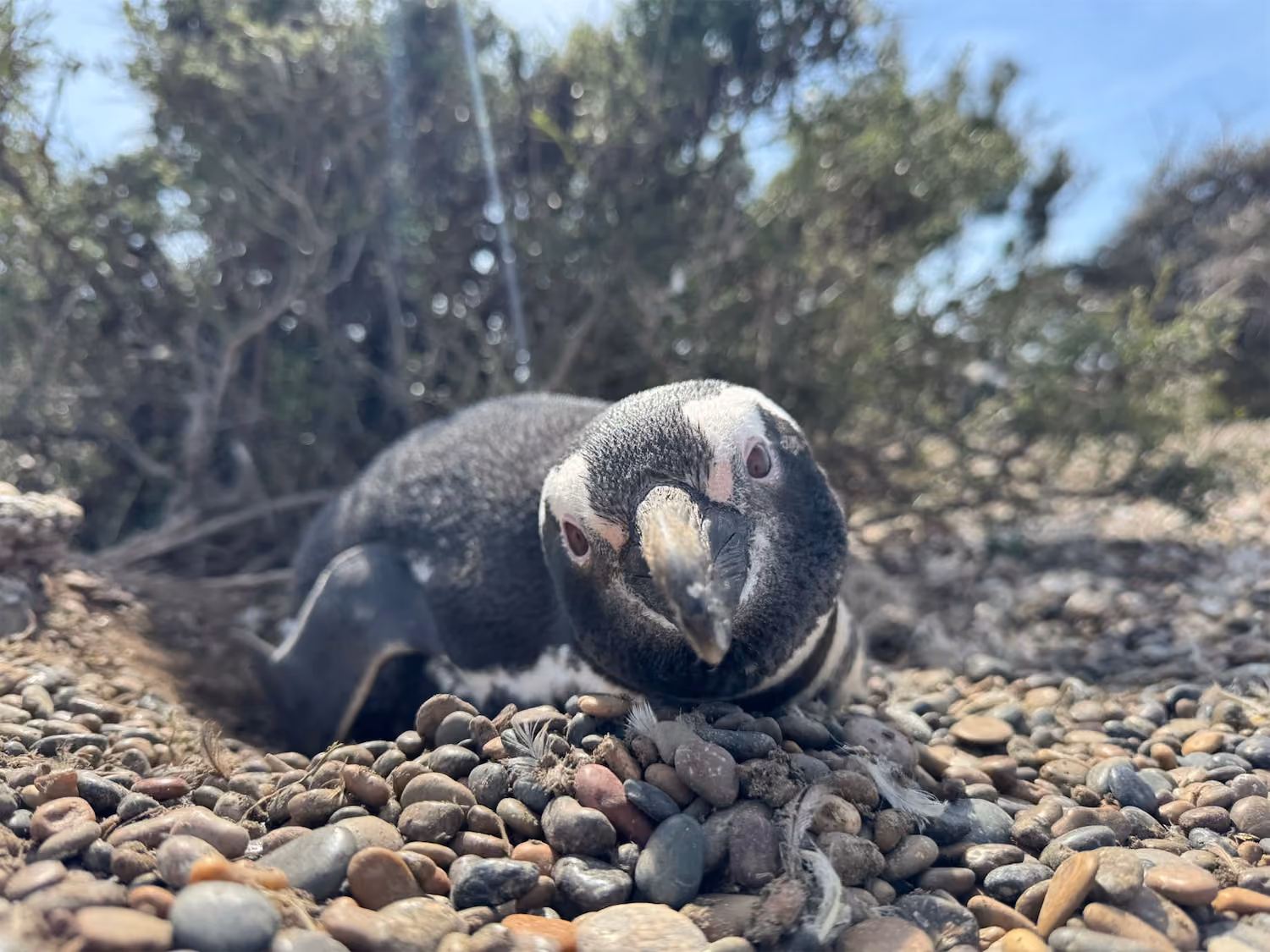 Penguins - Patagonia