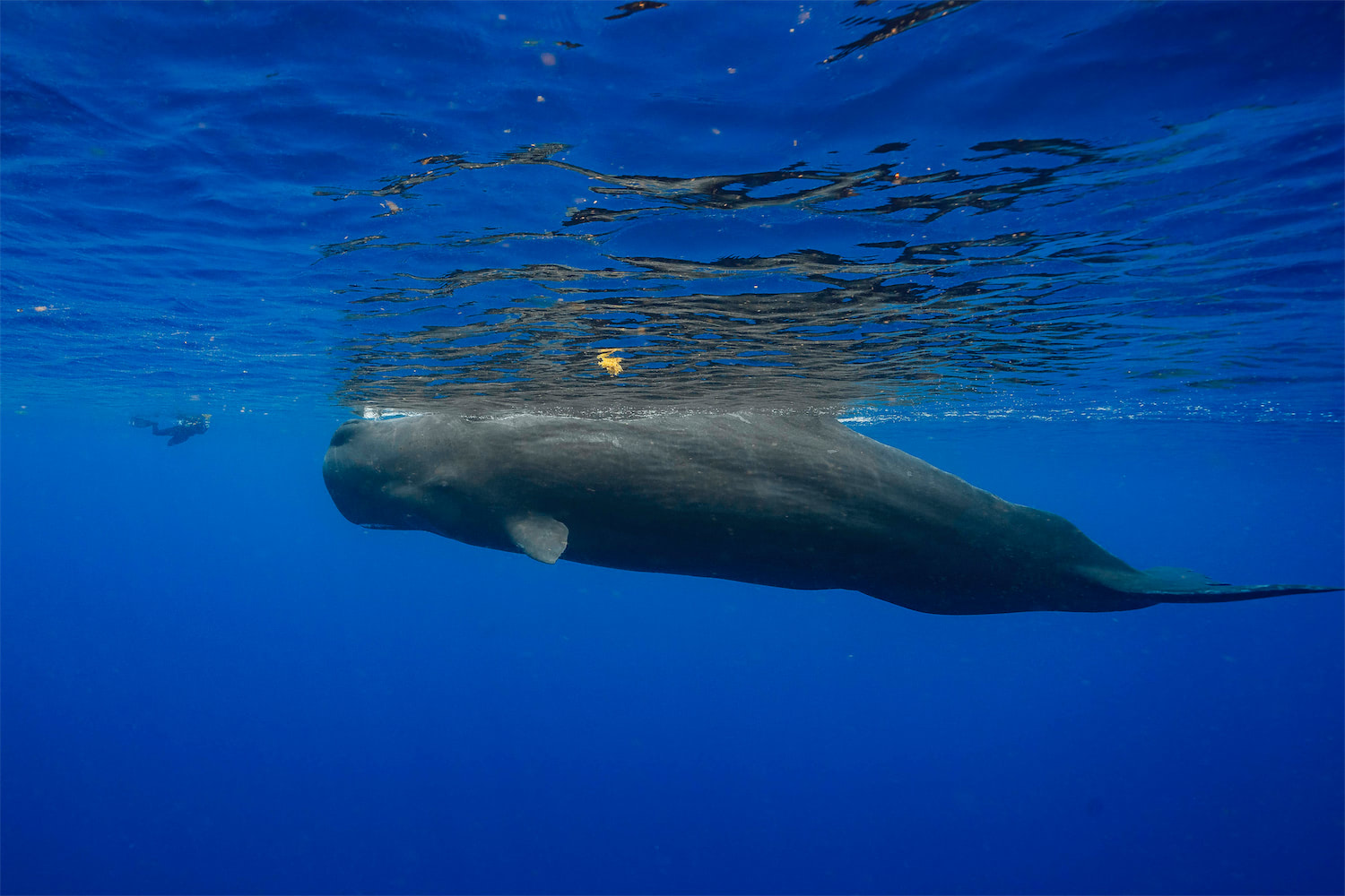Sperm Whales - Alor