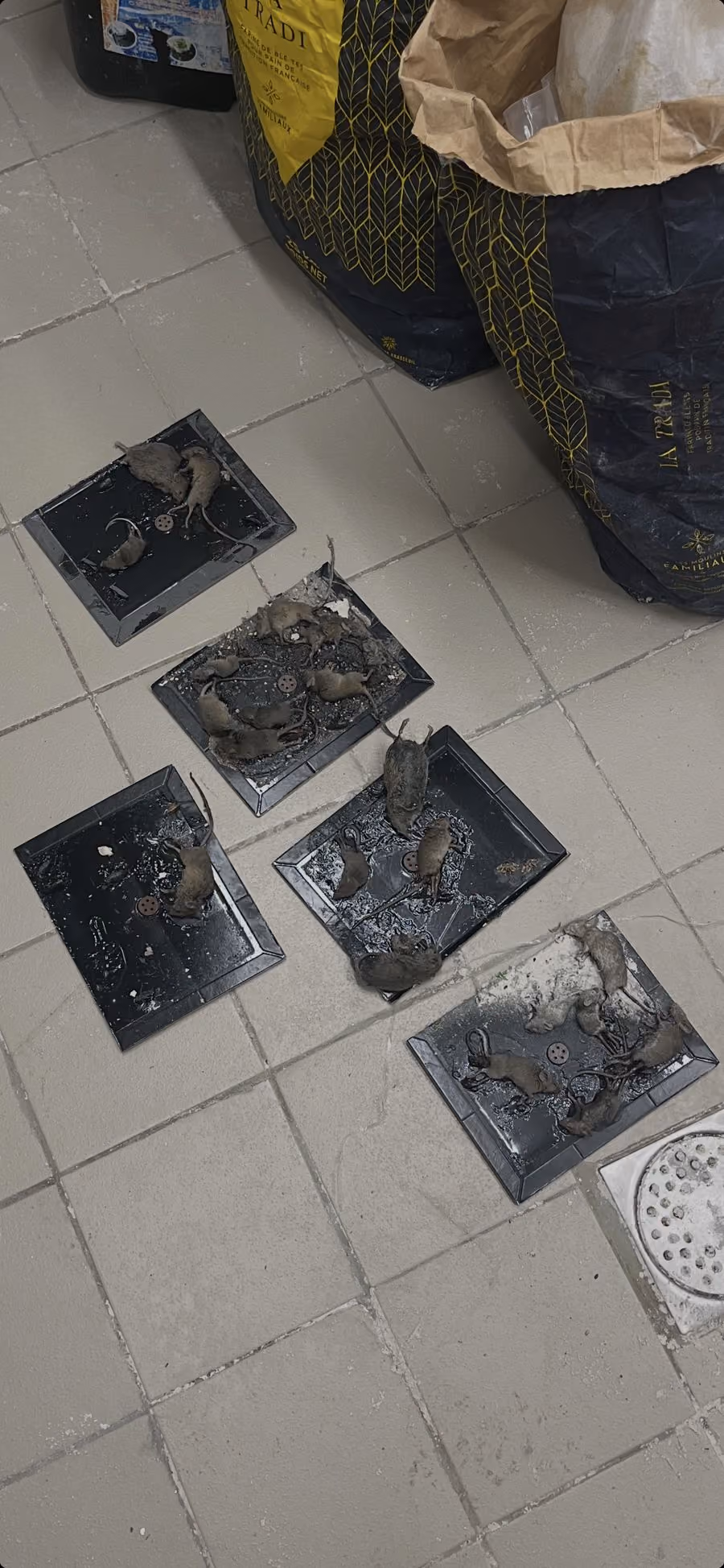 Plaques de glu couvertes de souris capturees dans une boulangerie a Paris, preuve de l efficacite du traitement