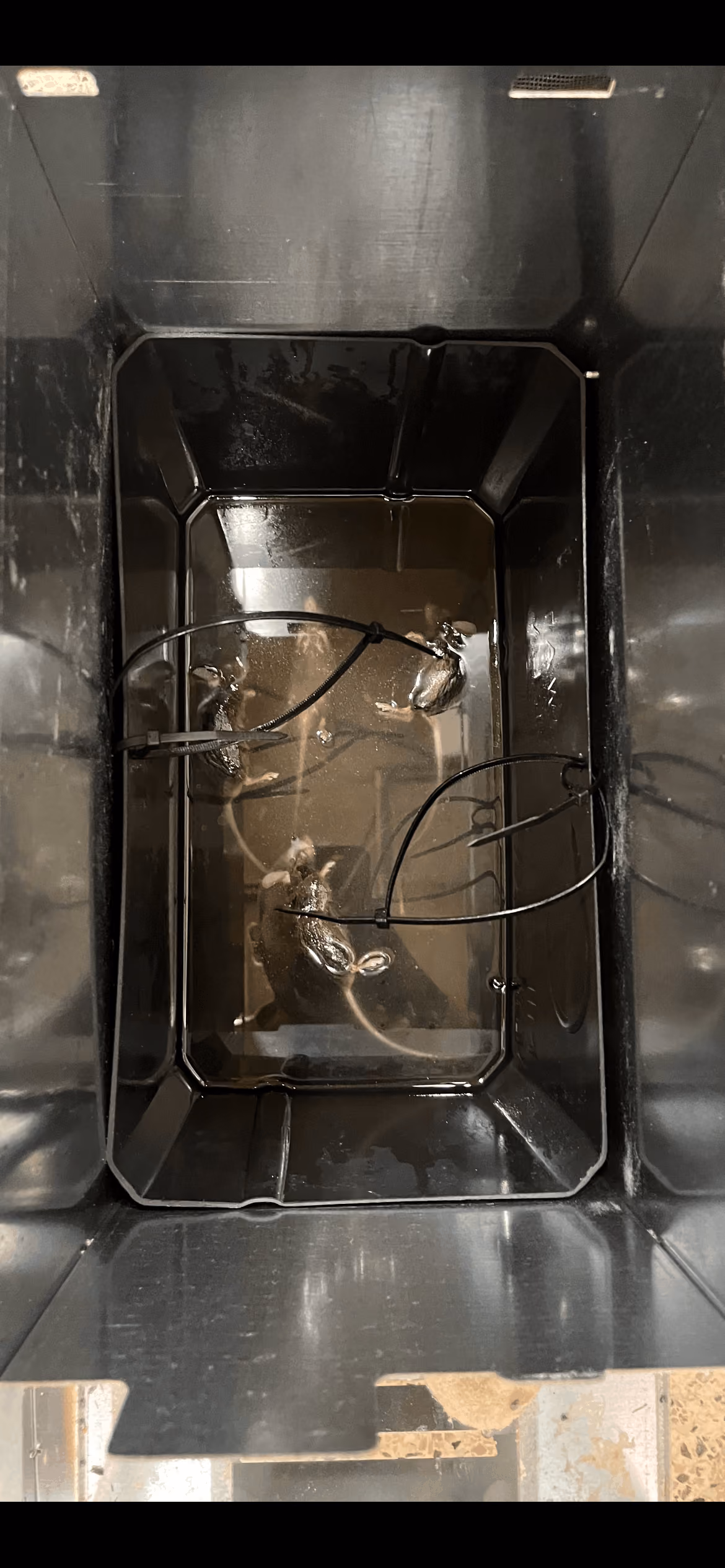 Piège Mimetic ayant capturé une souris dans une boulangerie
