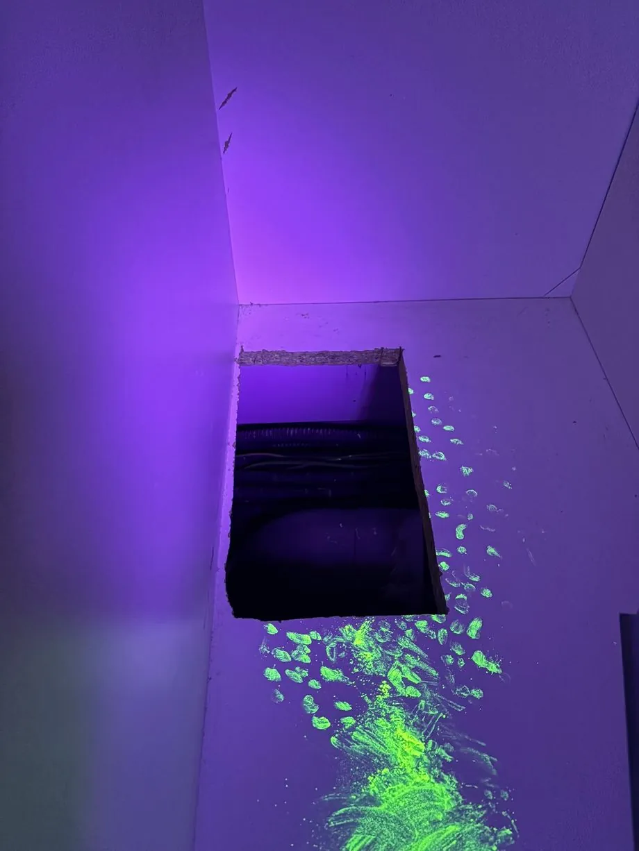 Empreintes de pattes de souris révélées par la poudre fluorescente sous lampe UV, menant au trou au sol d'un placard, Paris 5e