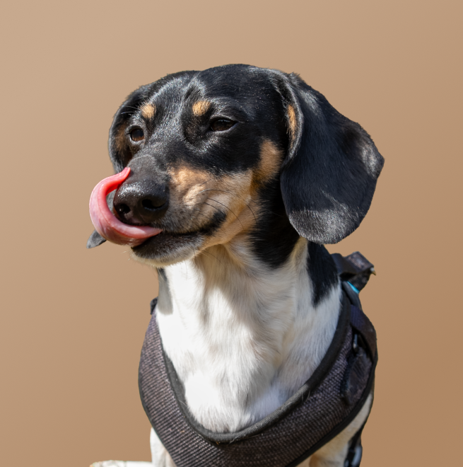 flytedesk team member headshot
