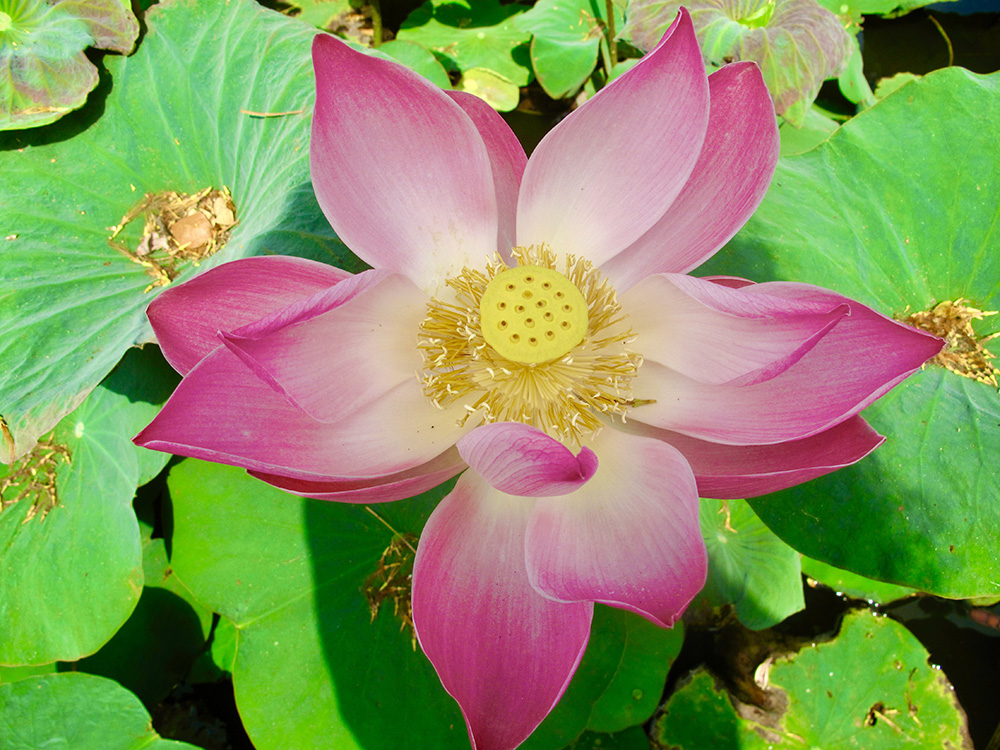 outdoor yoga session
