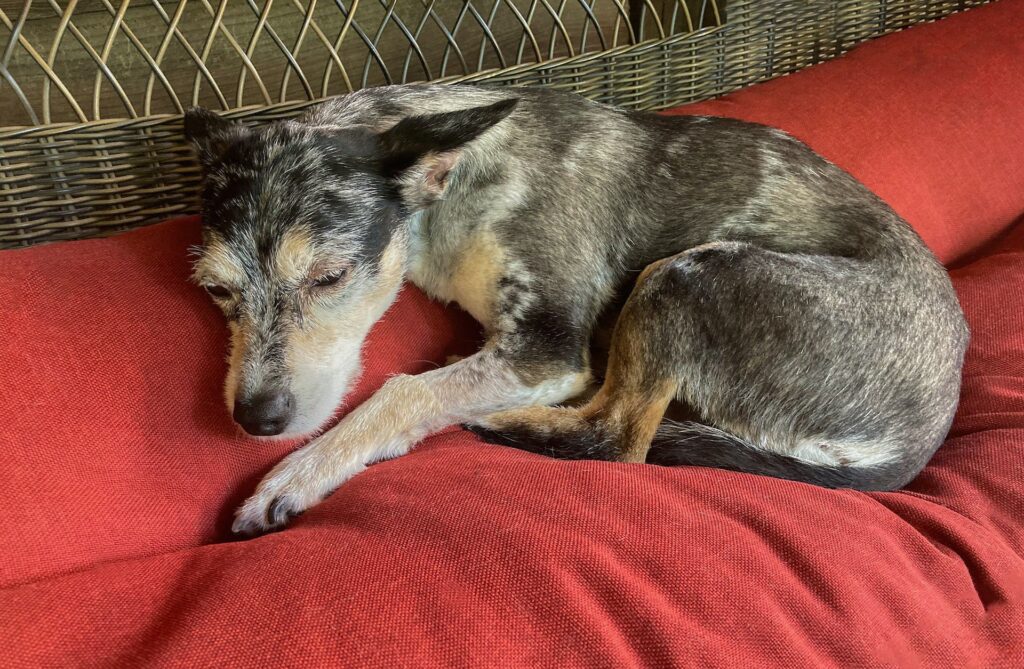 Telltale signs your dog is dying.