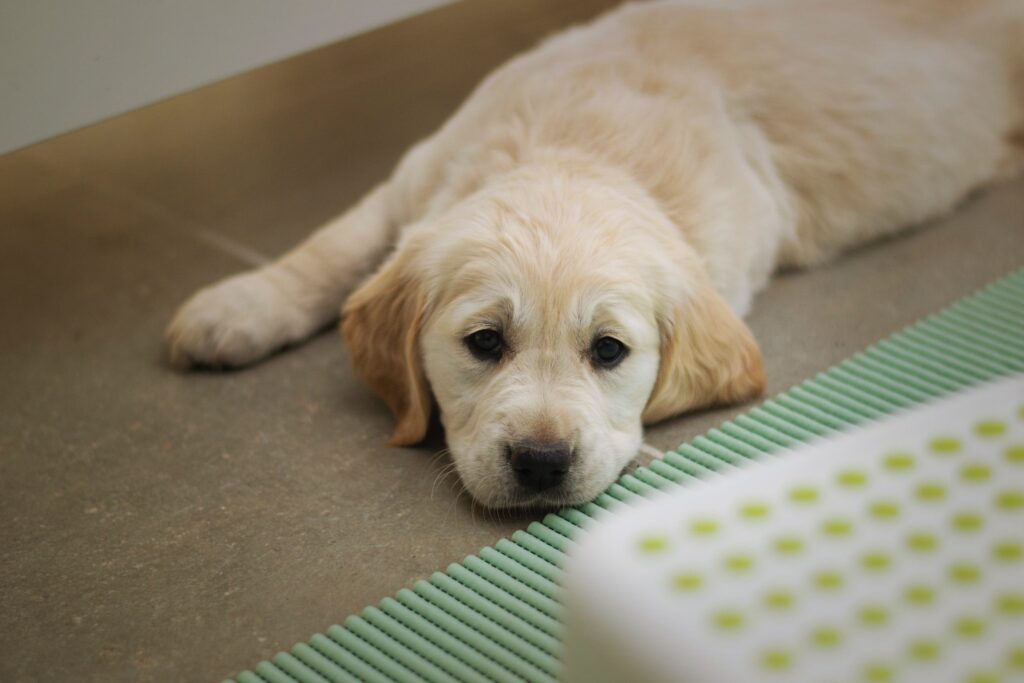 Fatigued Pet - Essential Oils Toxic to Pets