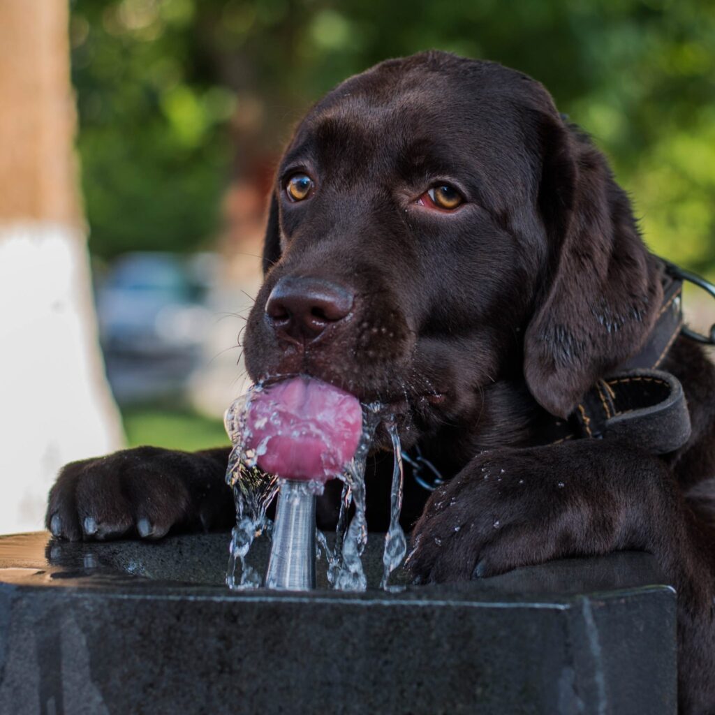 Why Dogs Vomit - Too much water
