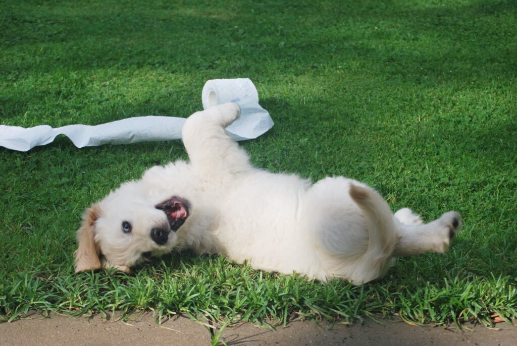 Why Dogs Vomit