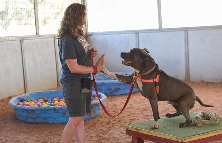 Moose and Becca at Best Friend's Animal Society