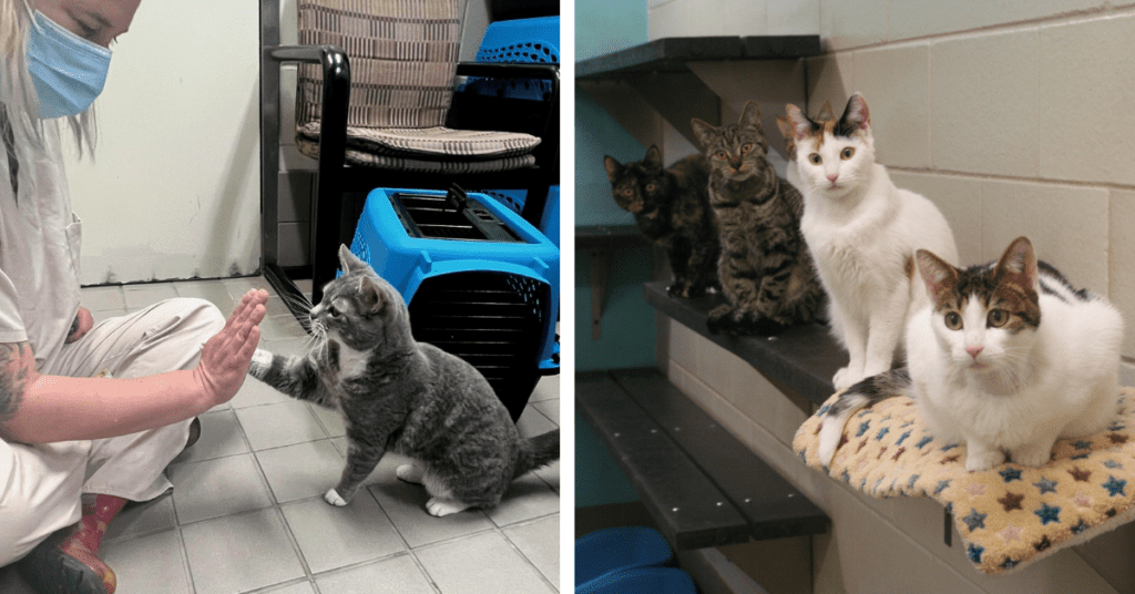 Cincinnati Zoo cats, nonsurgical sterilant study