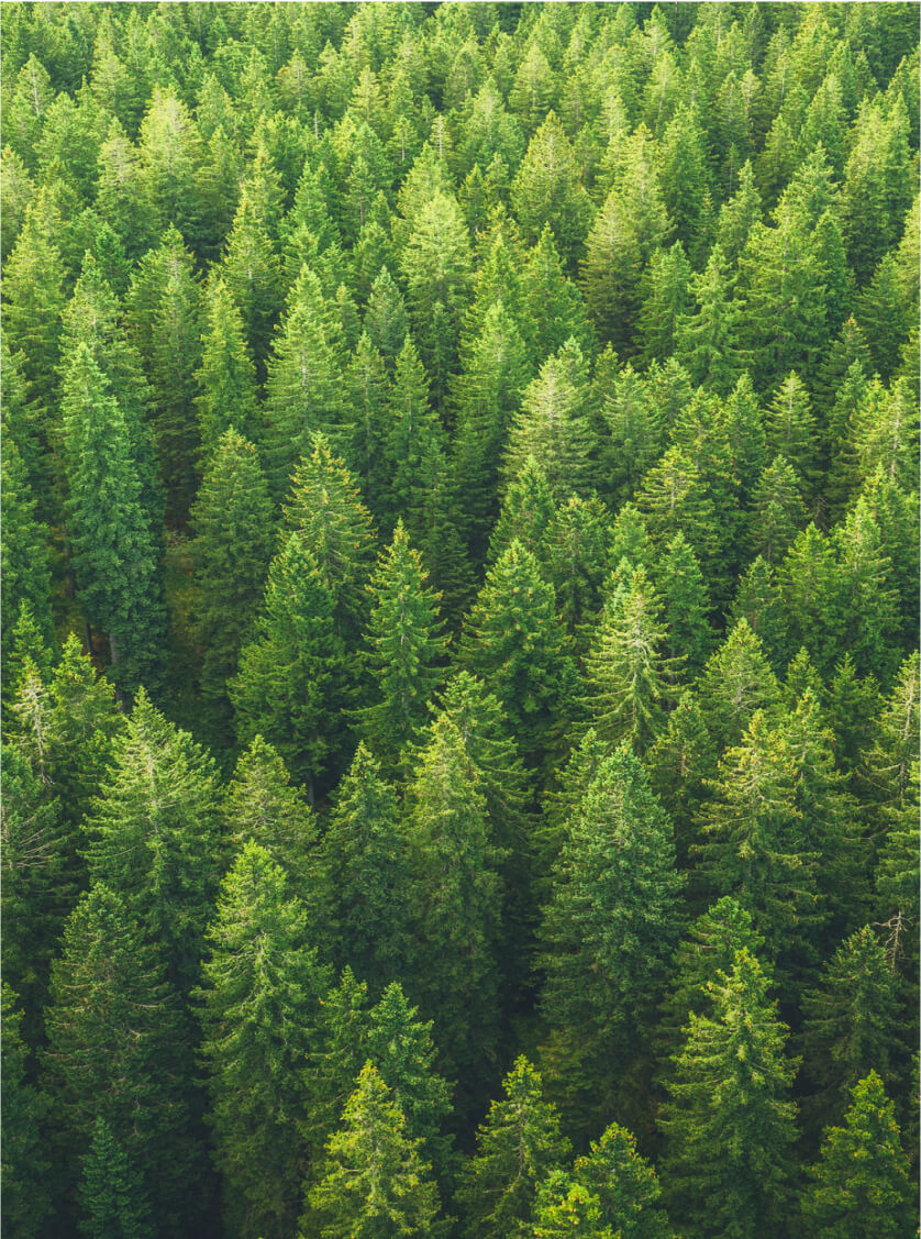 a forrest of trees