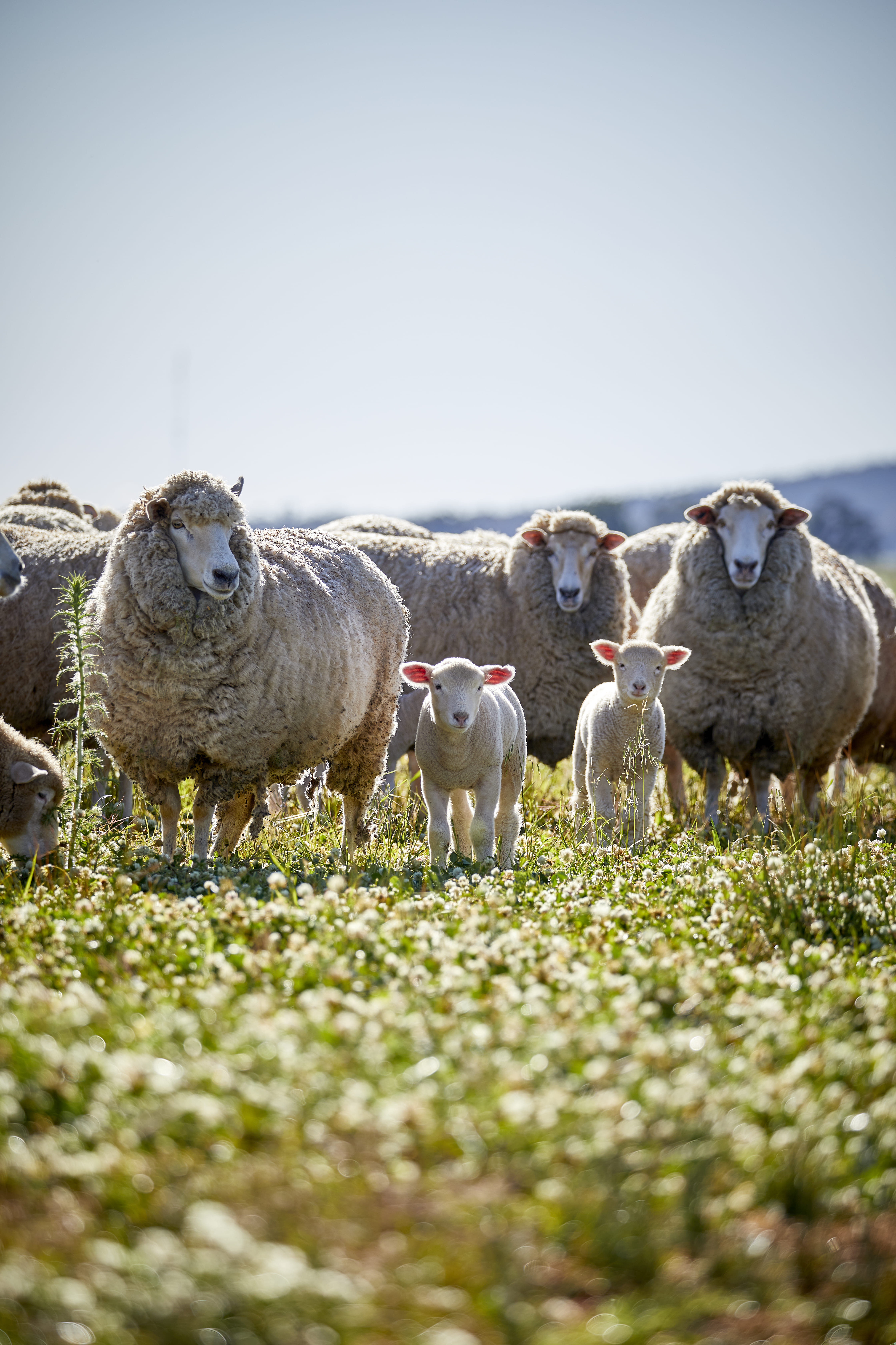 Close-up of a brown cow with an ear tag numbered 28 behind a barbed wire fence, with other cows nearby.
