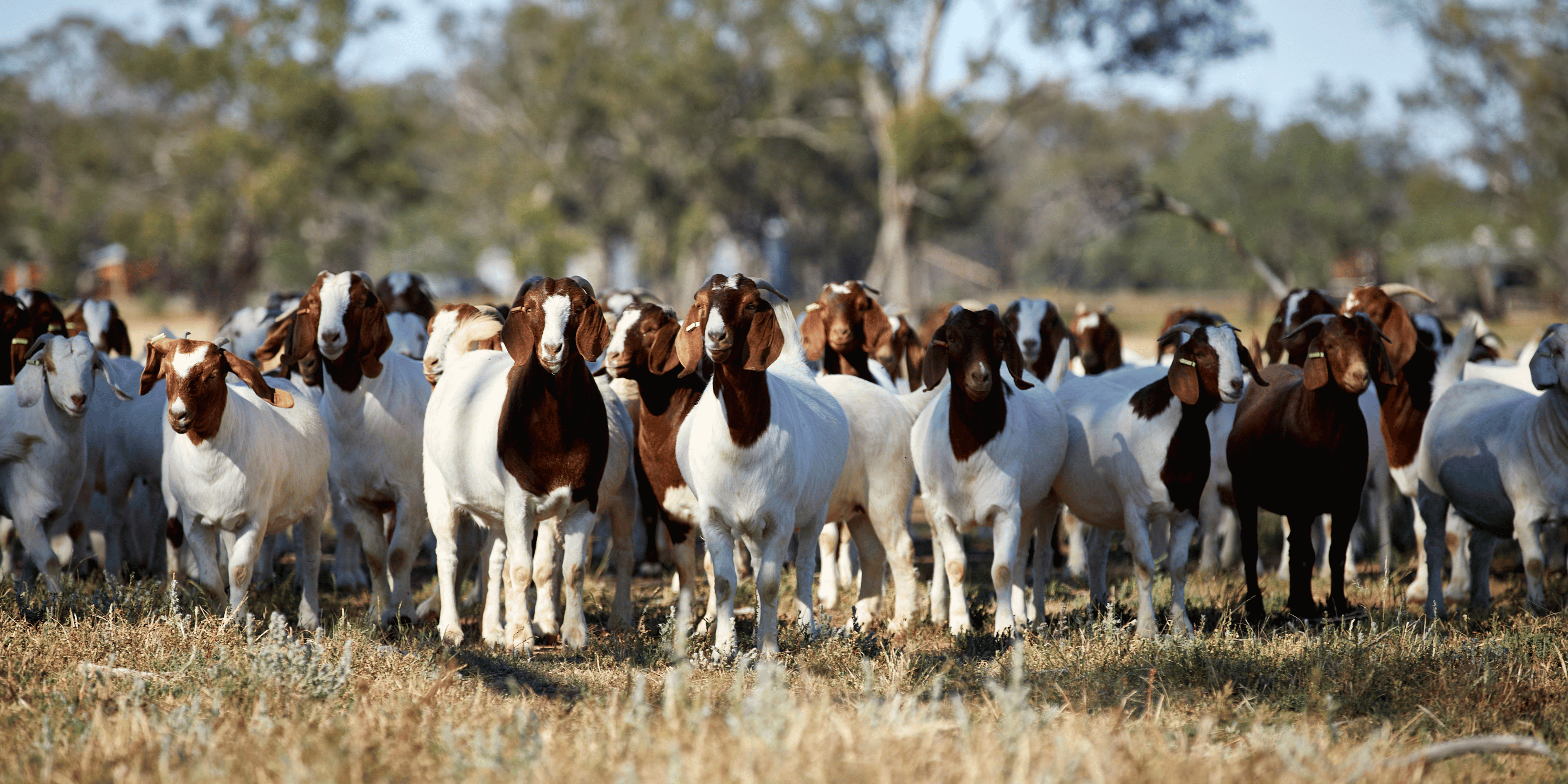 Herd of brown and white goats standing on dry grass with trees blurred in the background.
