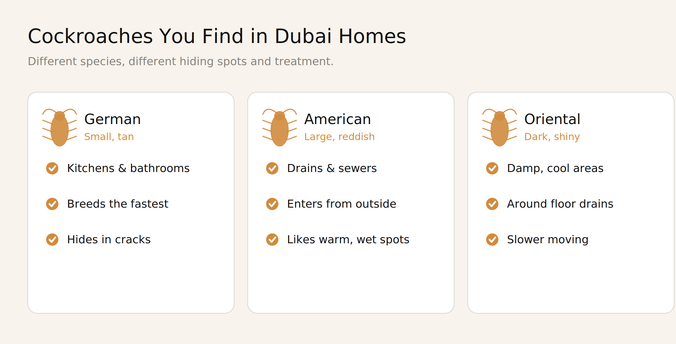 The cockroach species commonly found in Dubai homes