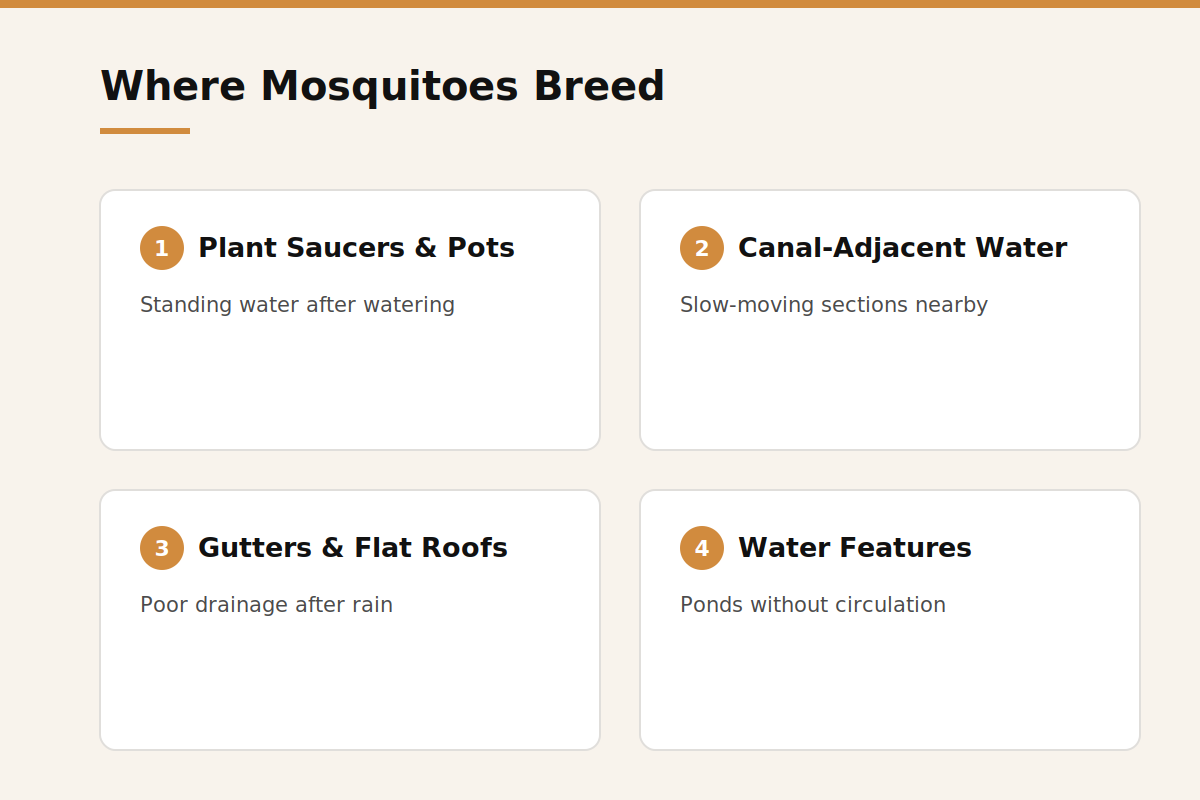 Where mosquitoes breed in Jumeirah villas