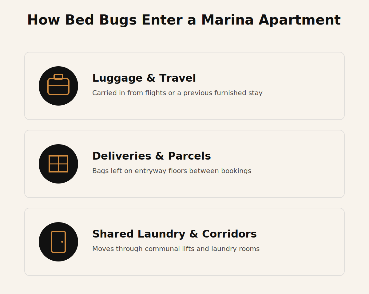 Infographic showing three ways bed bugs enter a Dubai Marina apartment: luggage and travel, deliveries and parcels, shared laundry and corridors