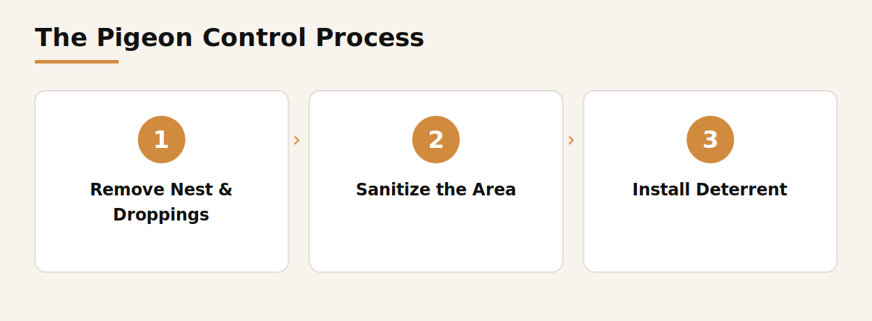 Three-step pigeon control process: remove nest and droppings, sanitize the area, install deterrent