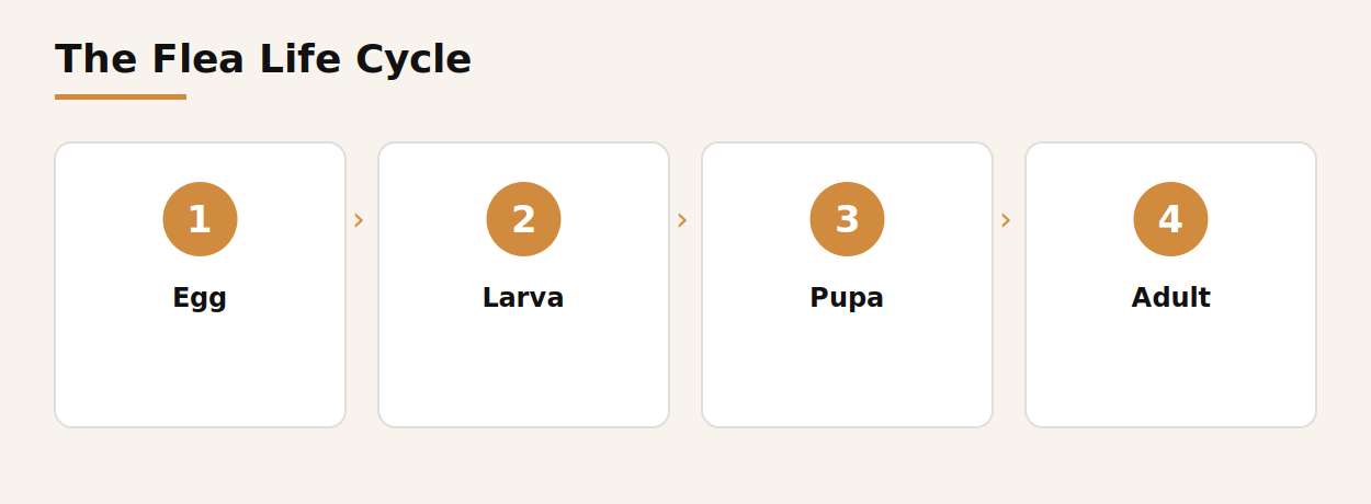 The four stages of the flea life cycle: egg, larva, pupa, adult