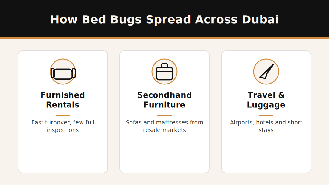 Infographic showing how bed bugs spread across Dubai through furnished rentals, secondhand furniture, and travel