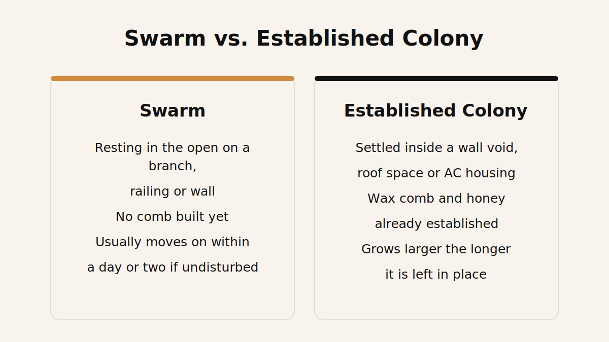Comparison of a temporary bee swarm resting outdoors versus an established colony built inside a wall cavity