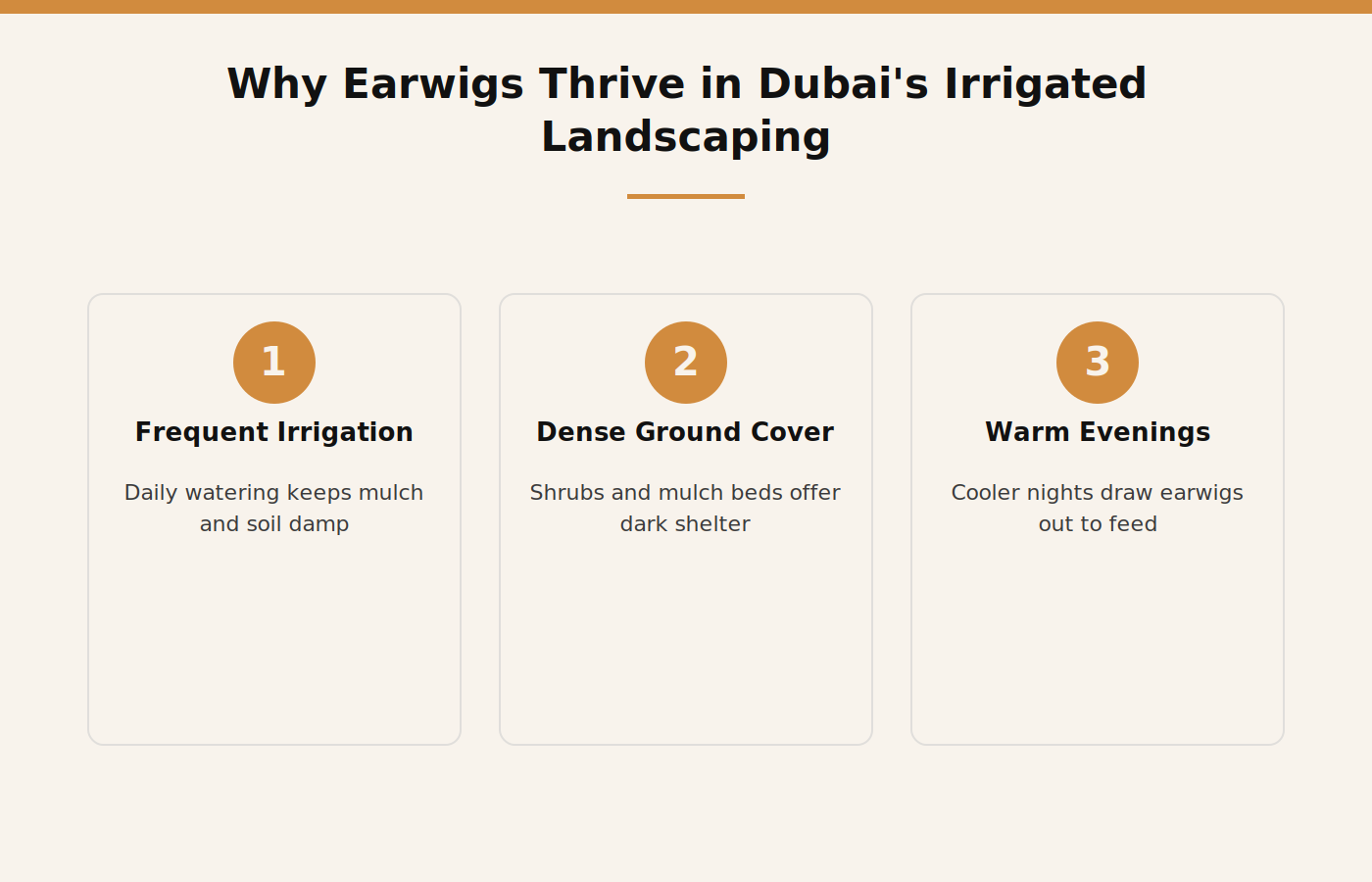 Infographic showing why earwigs thrive in Dubai's irrigated landscaping: frequent irrigation, dense ground cover, warm evenings