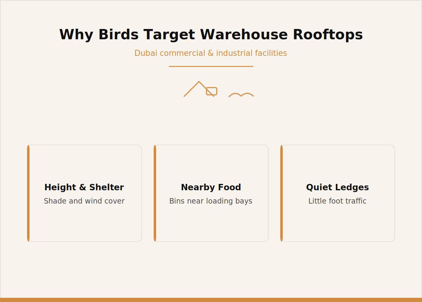Why birds target Dubai warehouse rooftops: height and shelter, nearby food, quiet ledges