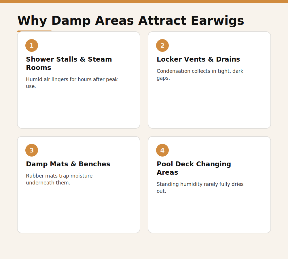 Why damp gym locker rooms and showers attract earwigs in Dubai