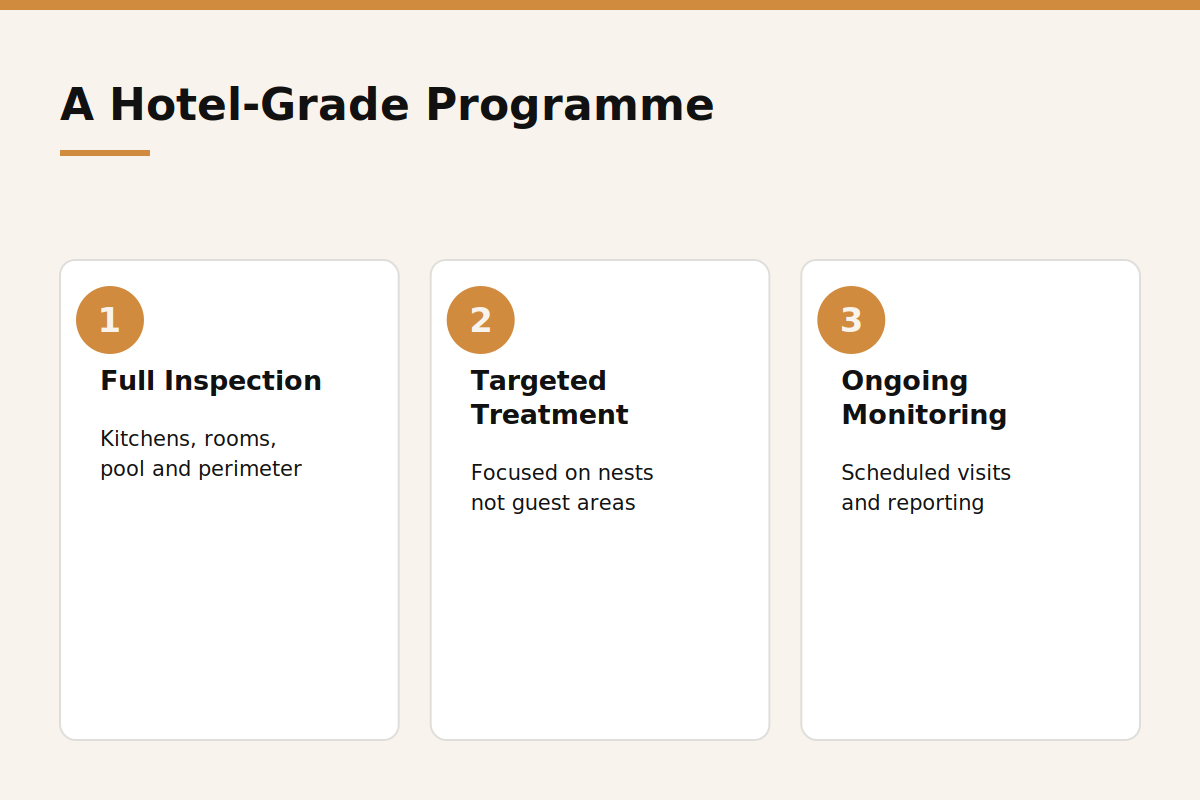Hotel-grade ant control programme steps infographic