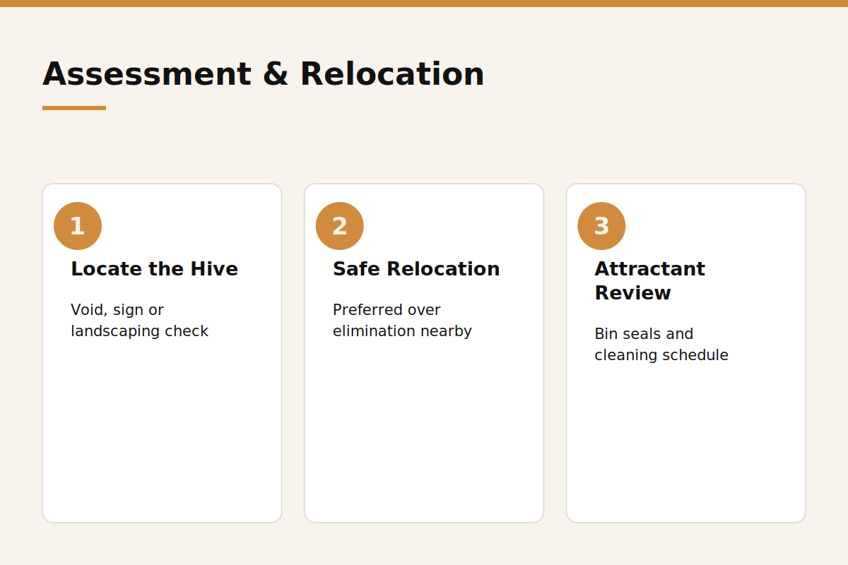 Bee hive assessment and relocation steps infographic