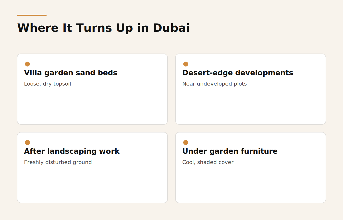 Where Arabian sand boas typically turn up on Dubai villa properties
