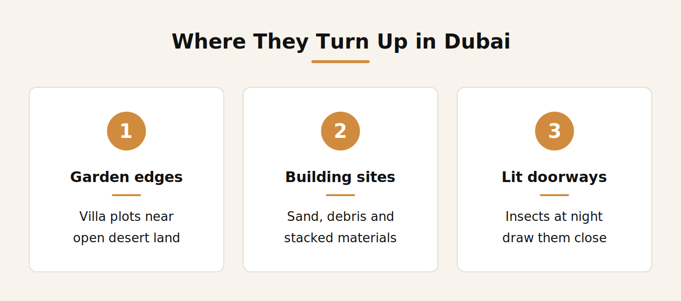 Where camel spiders turn up around Dubai properties infographic