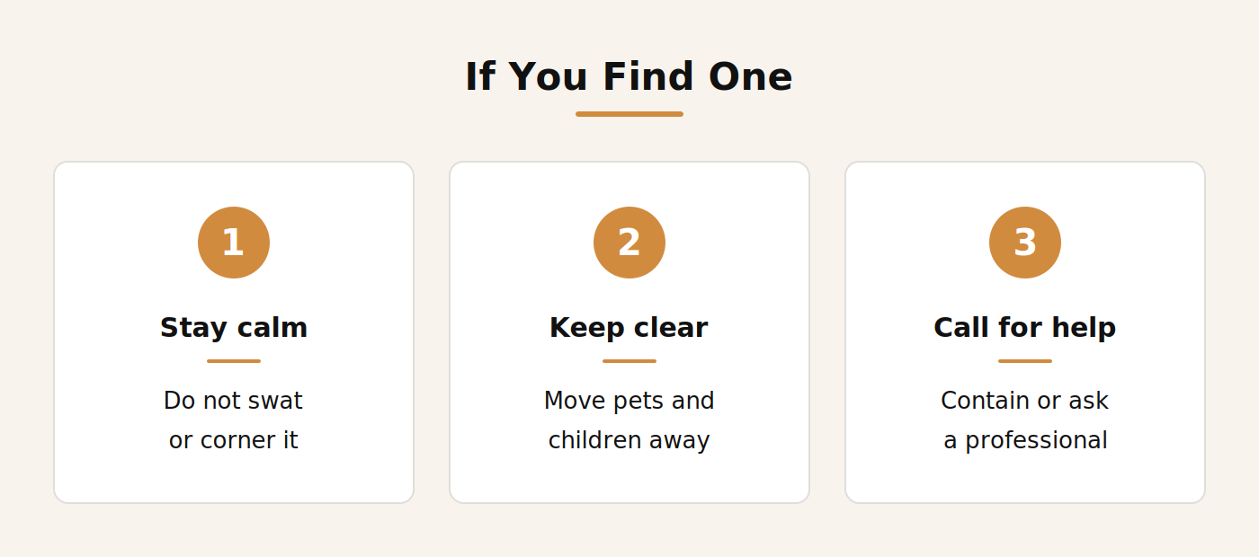 What to do if you find a camel spider infographic