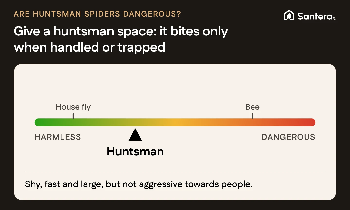 Scale from harmless to dangerous with the huntsman spider near the harmless end: shy and not aggressive