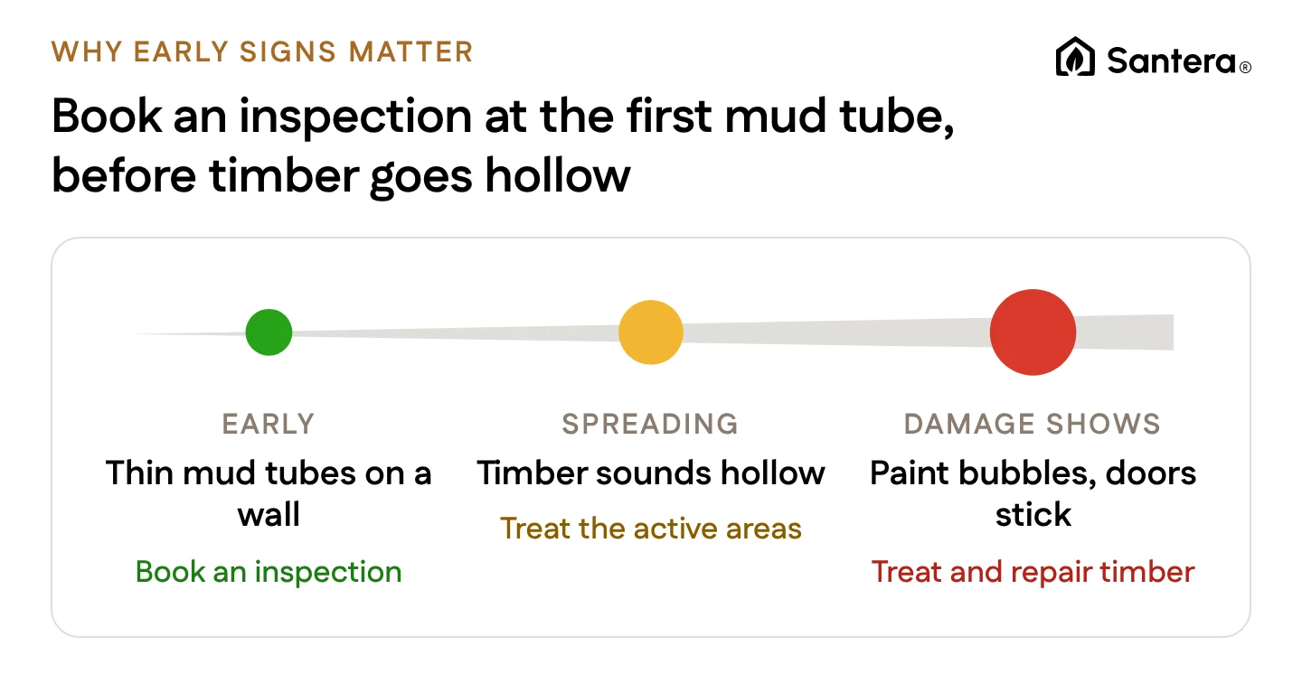 Termite damage escalating from early mud tubes to hollow timber to visible damage, with the right move at each stage