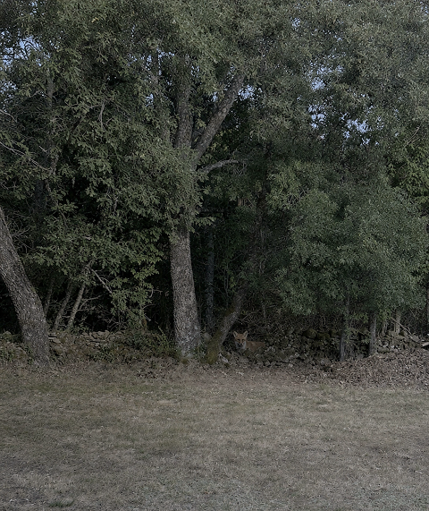 Bosque cerca de casa seis, San Justo, Zamora