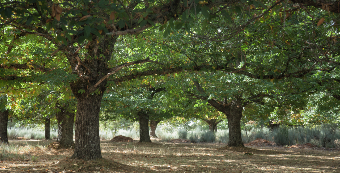 Castaños en otoño cerca de casa seis, San Justo, Zamora